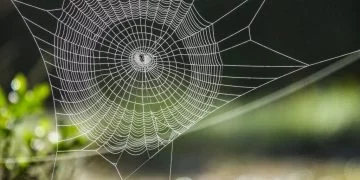 Spindelväv – Drömmarnas Betydelse Och Symbolik 30