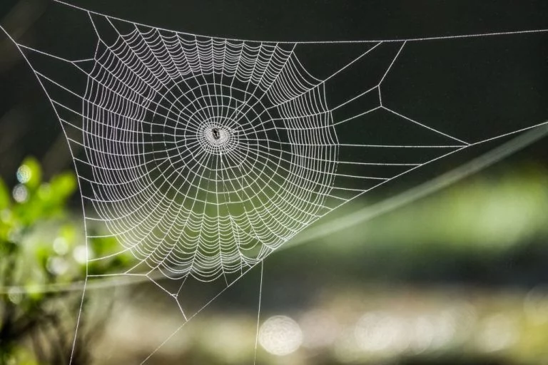 Spindelväv – Drömmarnas Betydelse Och Symbolik 1