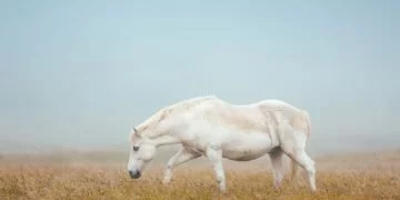 Vita Hästen – Drömmarnas Betydelse Och Symbolik 10