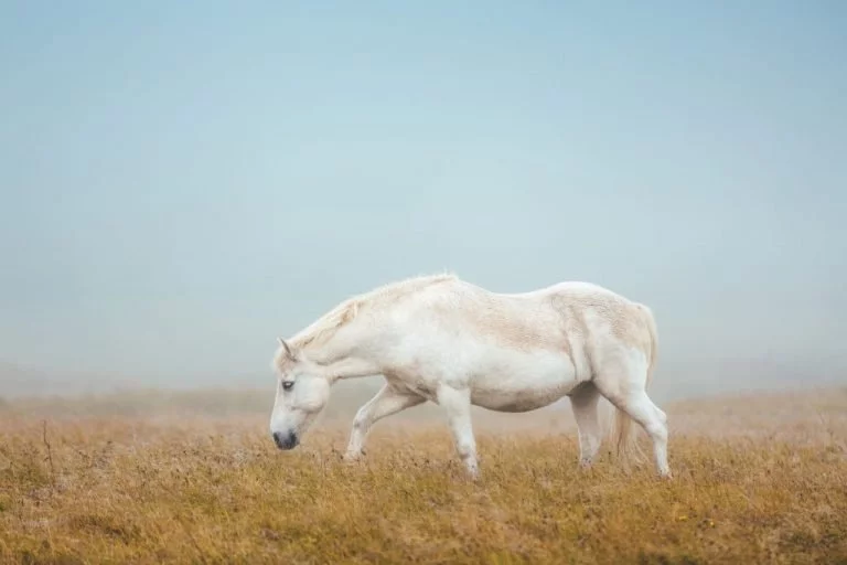 Vita Hästen – Drömmarnas Betydelse Och Symbolik 1