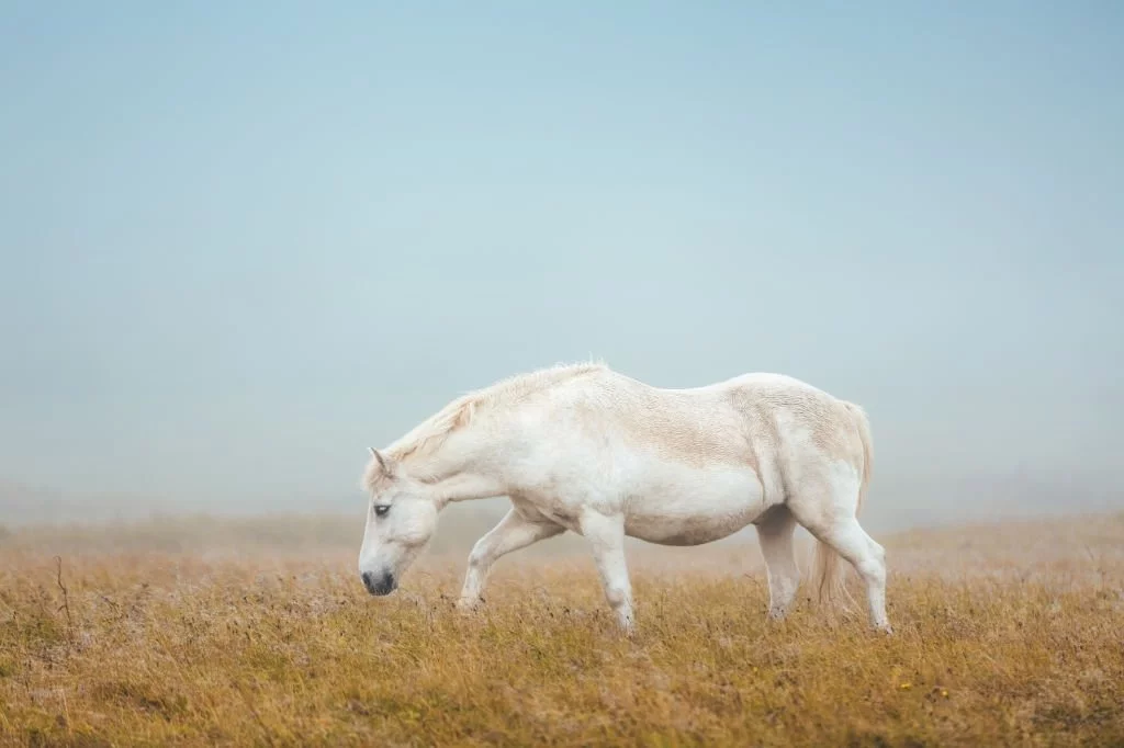 Vita Hästen – Drömmarnas Betydelse Och Symbolik 1