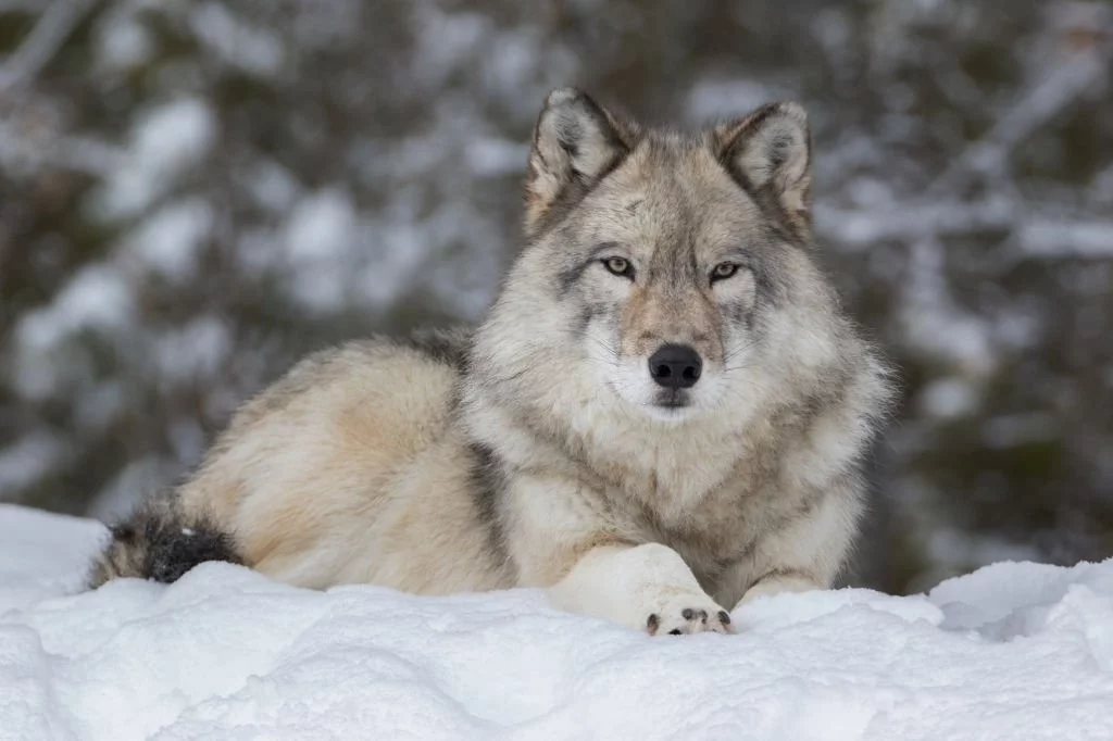 Wolf – Drömmarnas Betydelse Och Symbolik 1